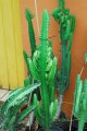 EUPHORBIA ingens. Transval Mozambique. Euphorbiaceae. 5m